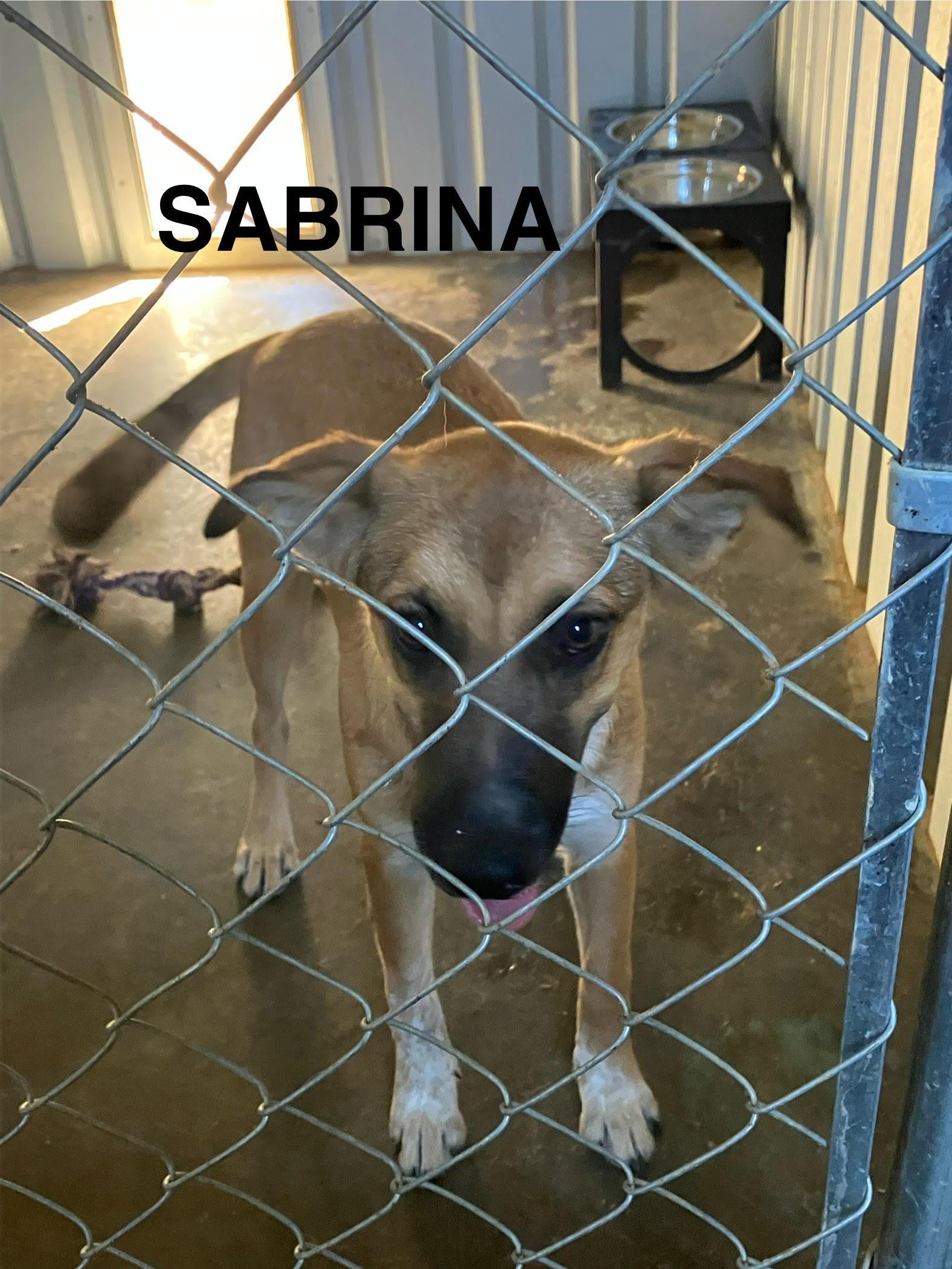 SABRINA-Sweet and Silly, a Adoptable mixed breed in Stephenville, TX image 3/6