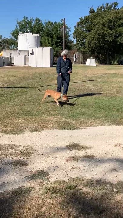 Enlarge SABRINA-Sweet and Silly, a Adoptable mixed breed in Stephenville, TX video 6/6