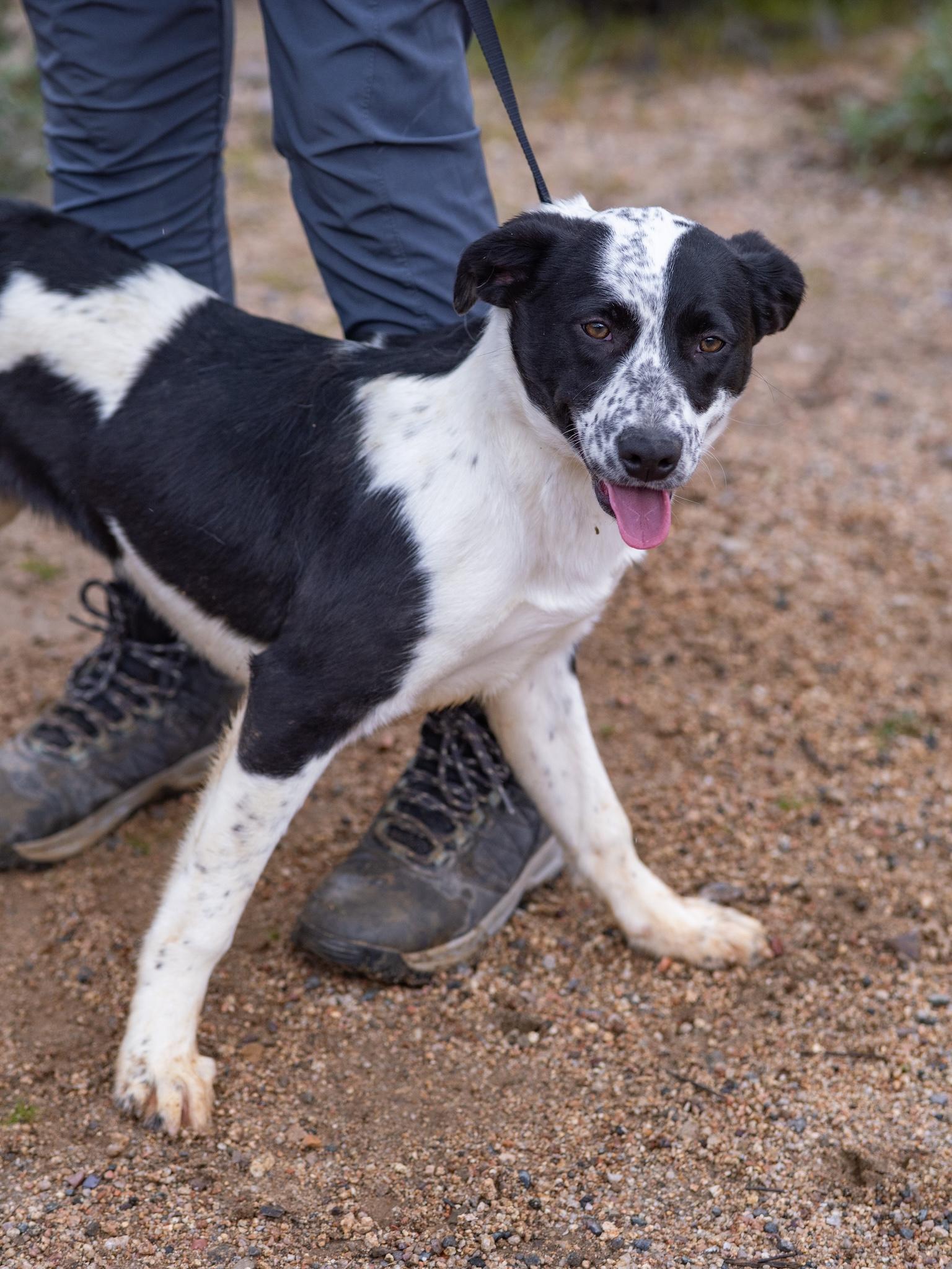 Oreo, ADOPTABLE, Adult Female Cattle Dog.