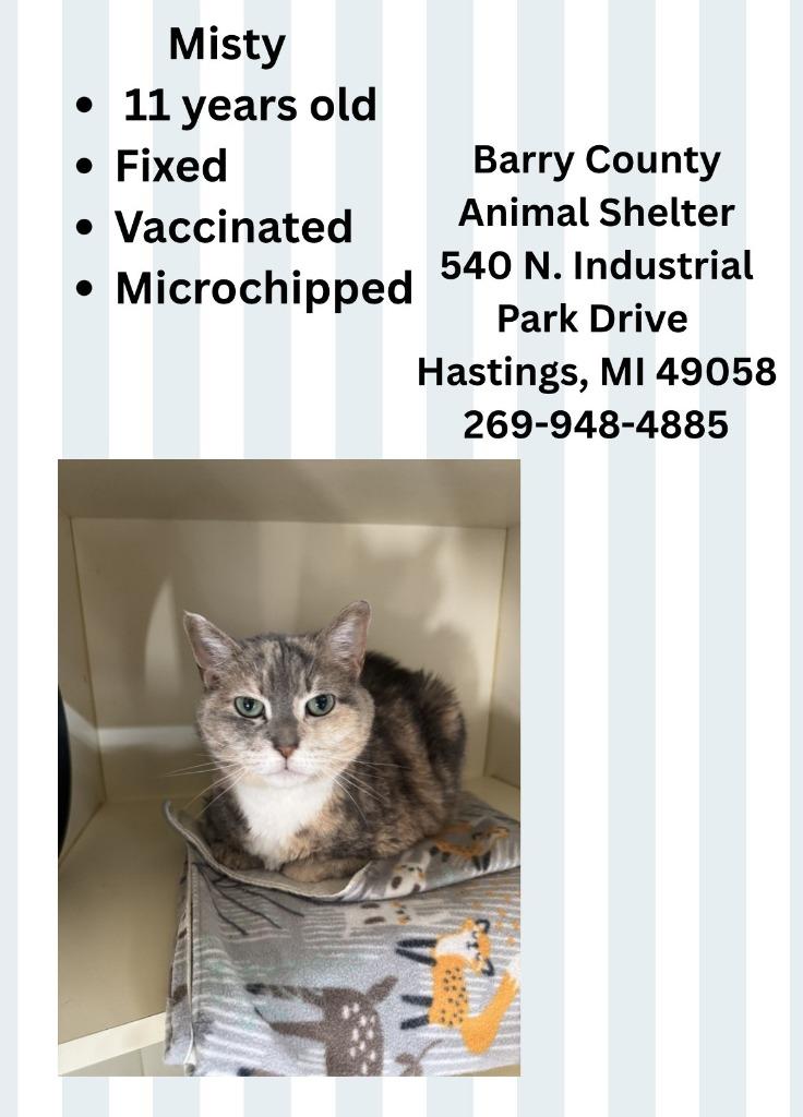 MISTY, Adoptable, Senior Female Domestic Short Hair.