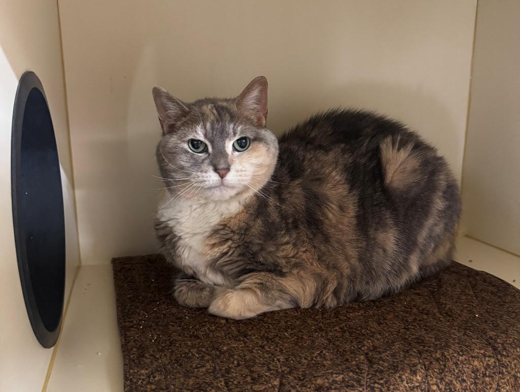 MISTY, Adoptable, Senior Female Domestic Short Hair.