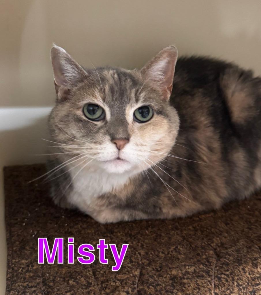 MISTY, a Adoptable mixed breed in Hastings, MI image 2/3