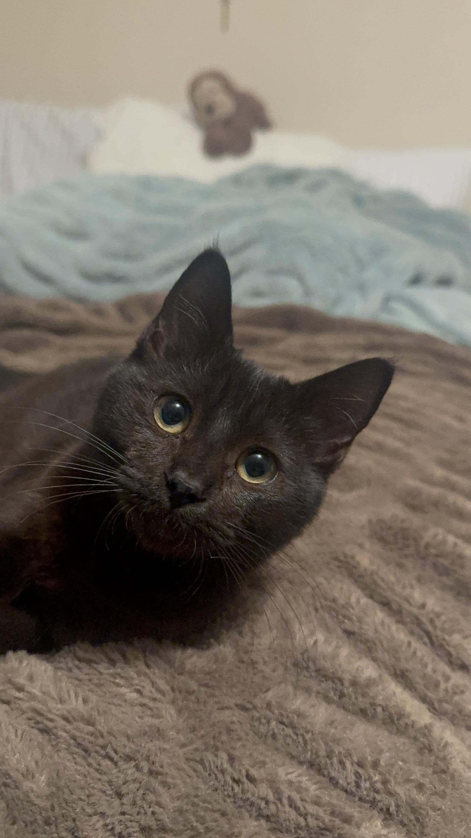Abracadabra (Abby), Adoptable, Young Female Domestic Short Hair.