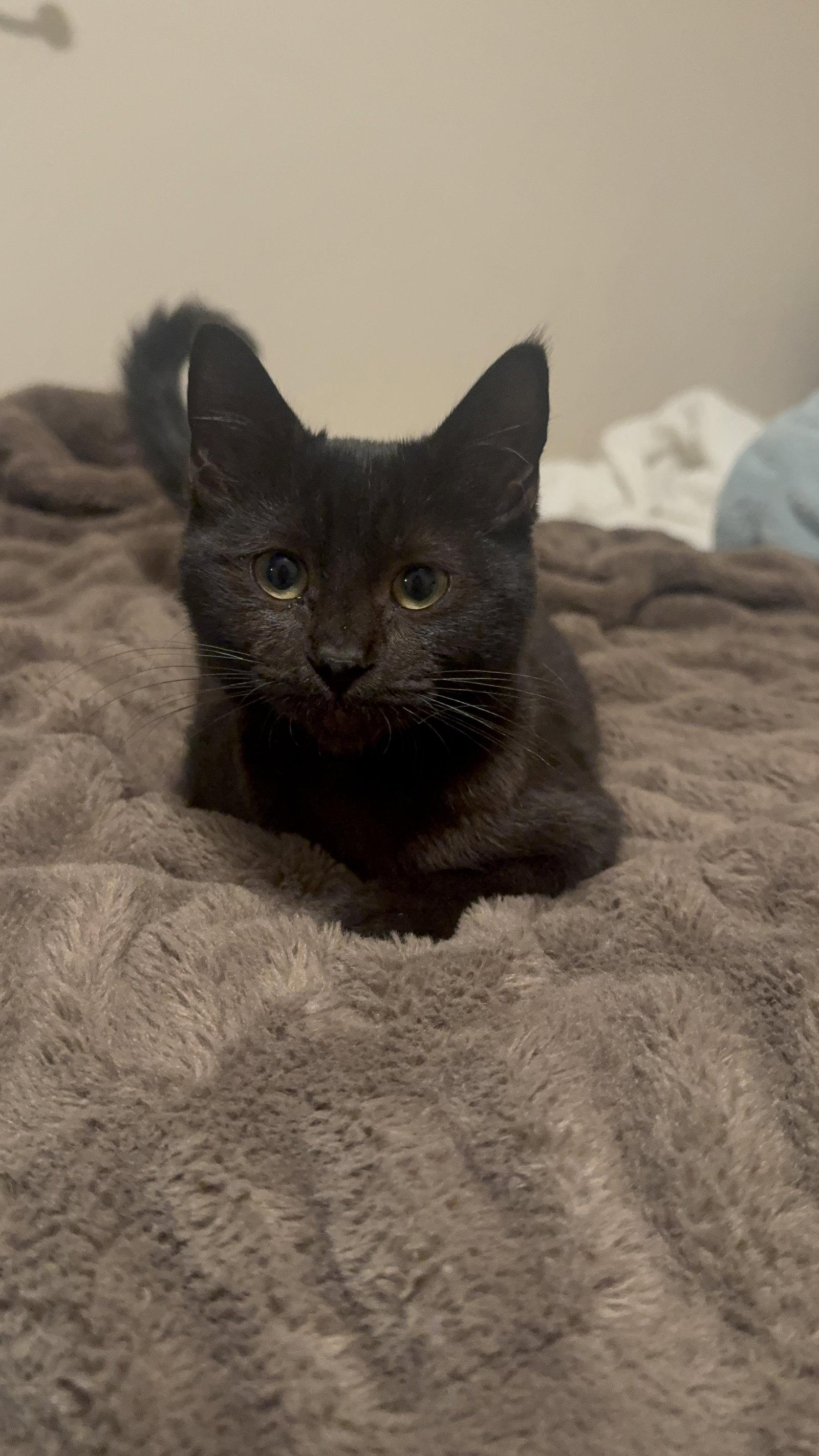 Enlarge Abracadabra (Abby), a Adoptable Domestic Short Hair in Davis, CA image 2/2