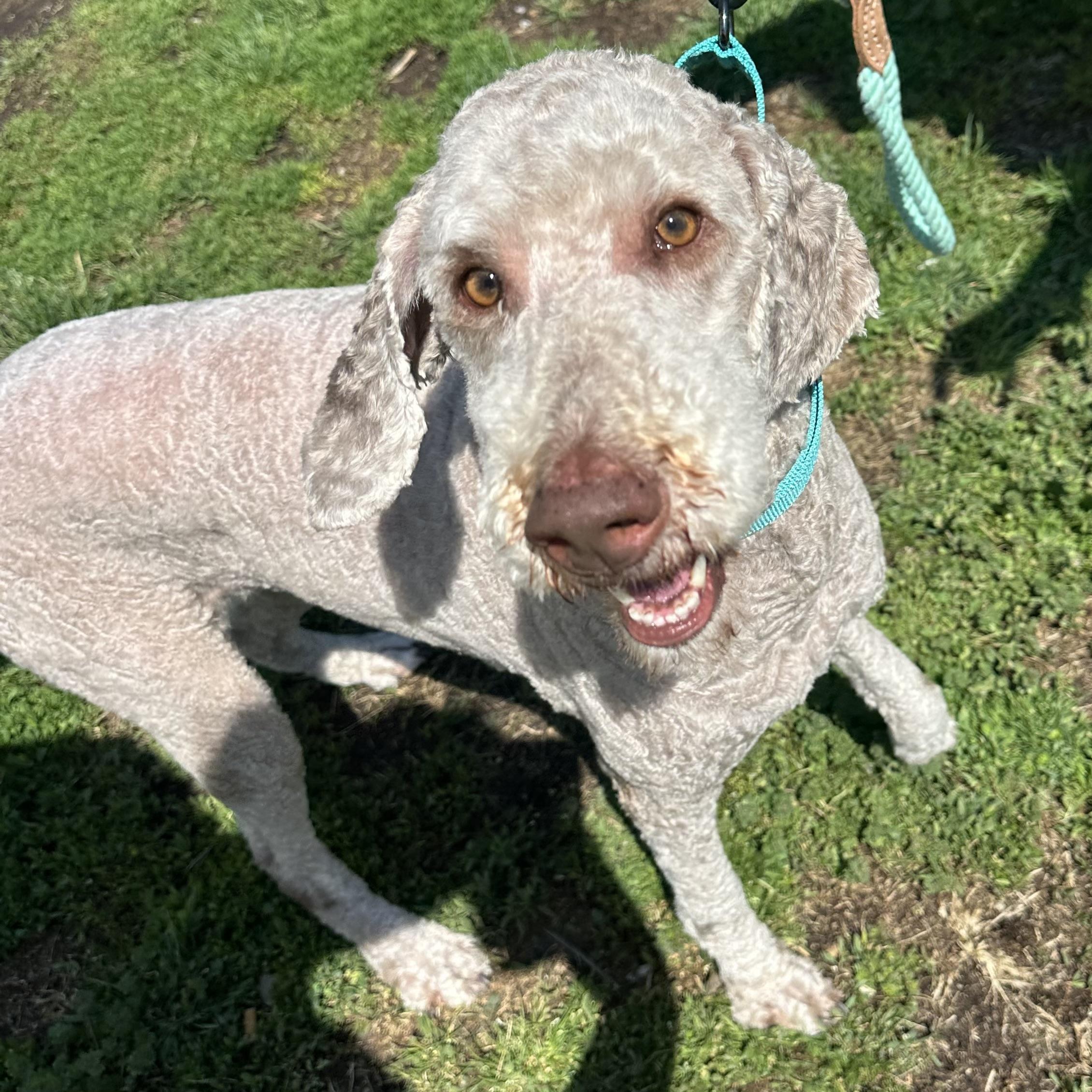 Matilda, an adopted Aussiedoodle in Trenton, MO image 1/5