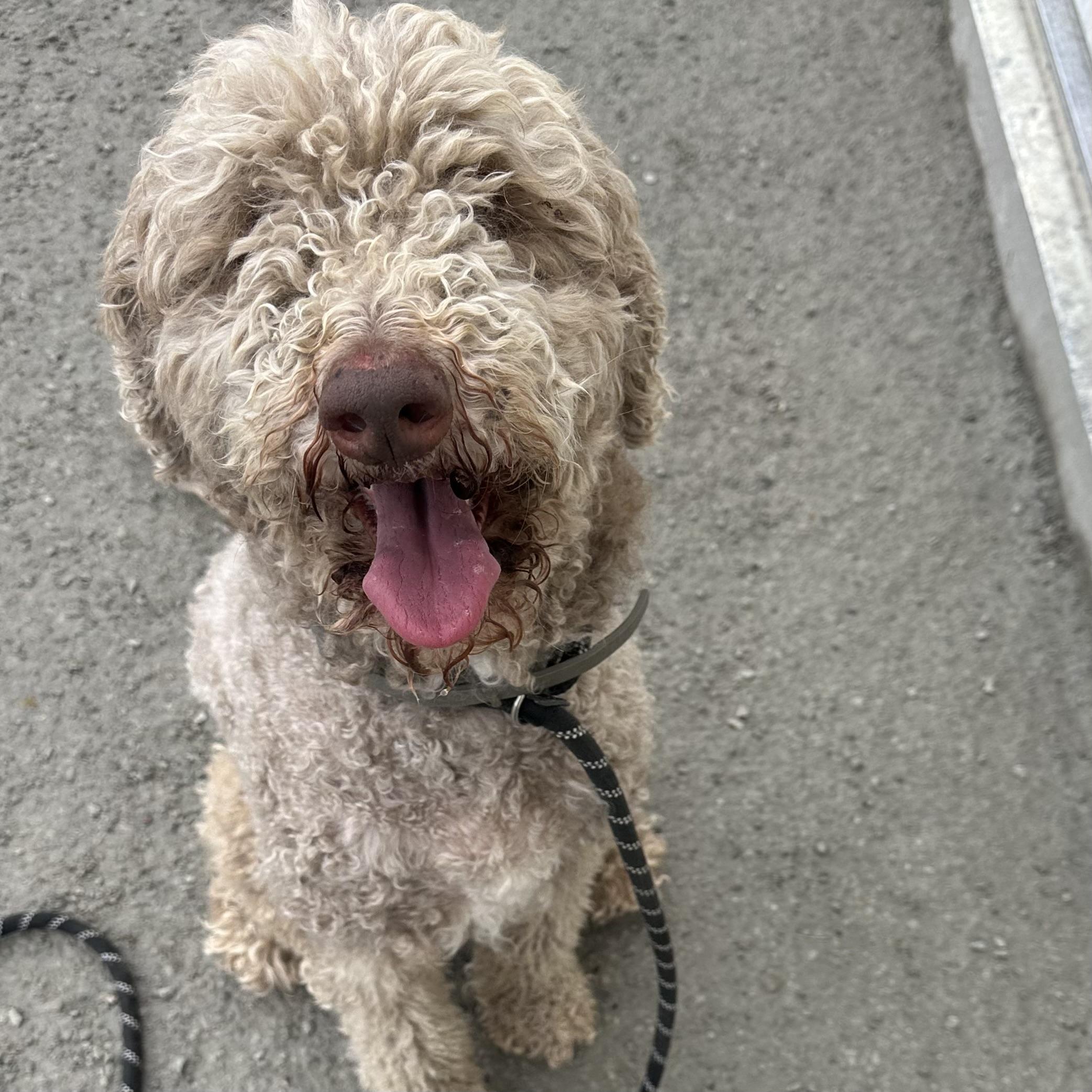 Matilda, an adopted Aussiedoodle in Trenton, MO image 2/5