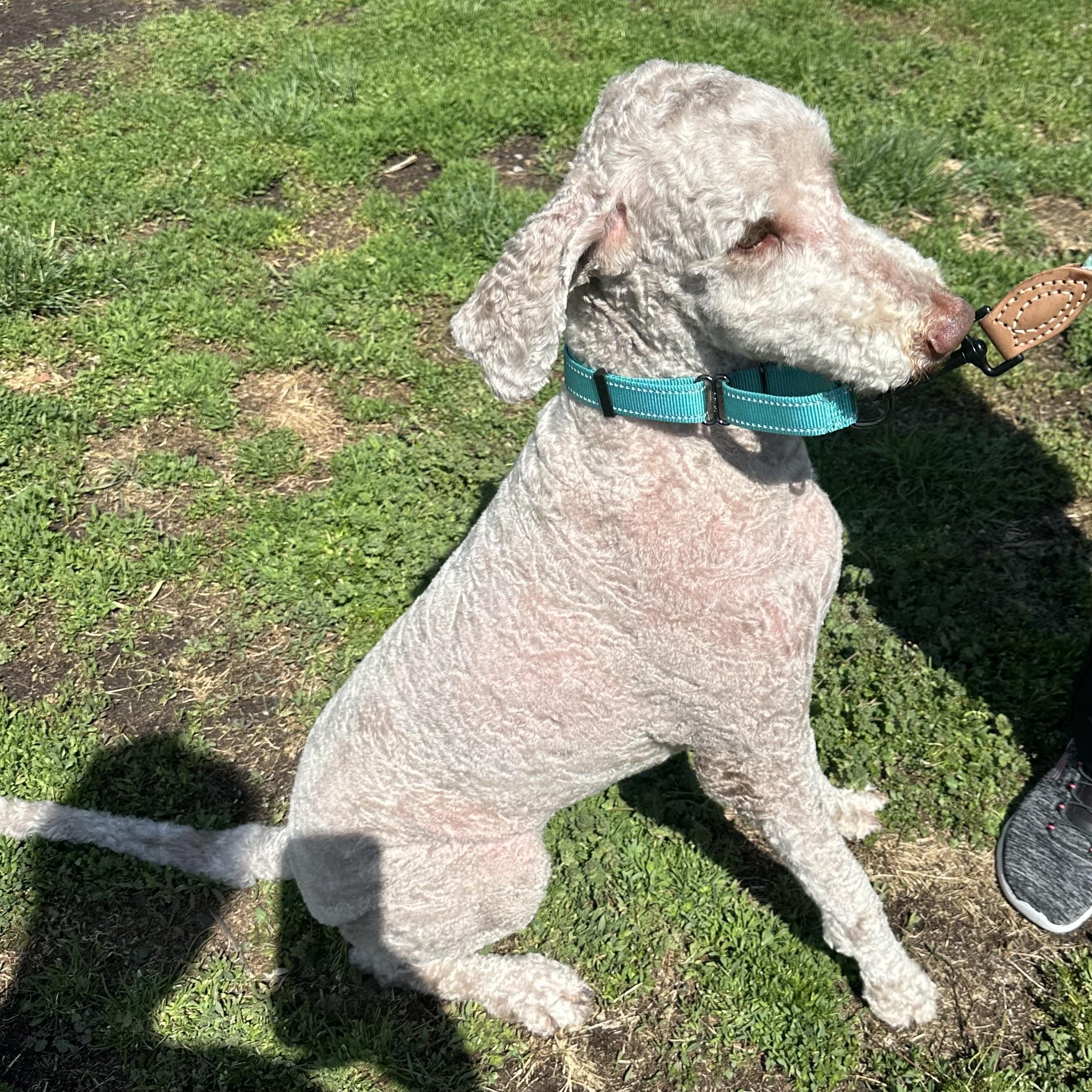 Matilda, an adopted Aussiedoodle in Trenton, MO image 3/5