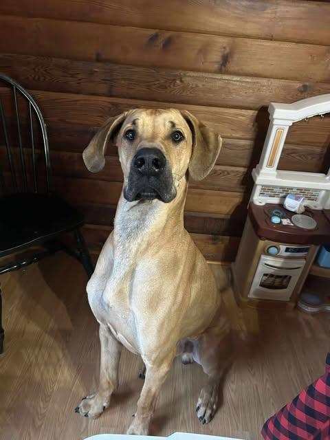 Arlo, Adopted, Adult Male Great Dane.