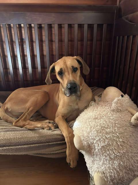 Enlarge Arlo, a Adopted Great Dane in Toronto, ON image 2/3