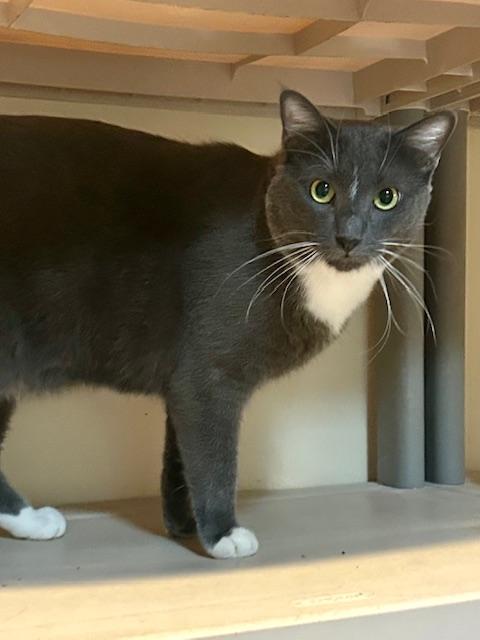 Enlarge Charlie, a Adoptable Domestic Short Hair in Canoga Park, CA image 3/4