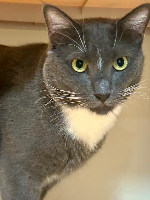 Charlie, Adoptable, Adult Male Domestic Short Hair.