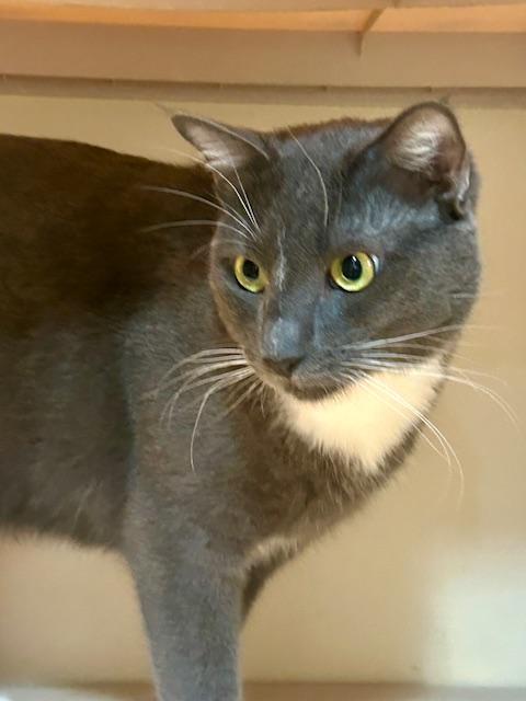 Enlarge Charlie, a Adoptable Domestic Short Hair in Canoga Park, CA image 4/4