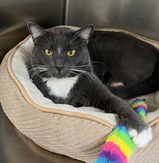 Enlarge Charlie, a Adoptable Domestic Short Hair in Canoga Park, CA image 2/4