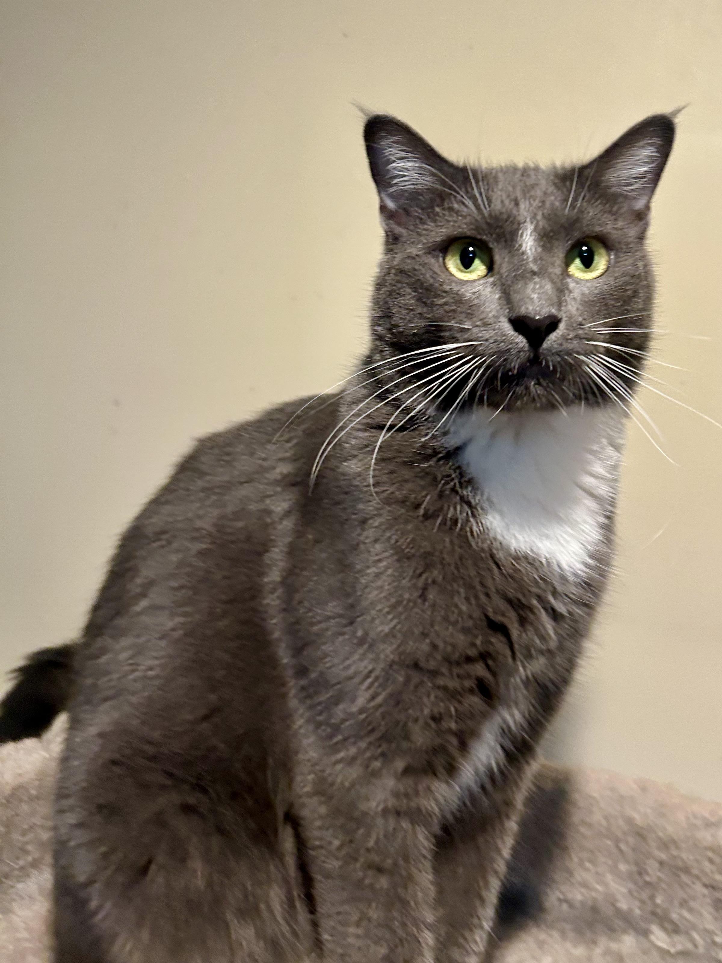 Charlie, Adoptable, Adult Male Domestic Short Hair.