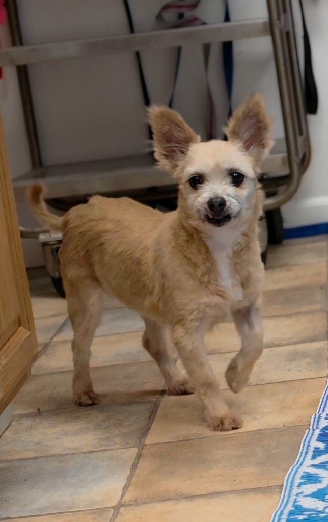 Nacho, Adoptable, Adult Female Chihuahua & Pomeranian.