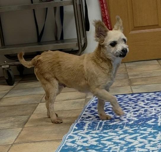 Enlarge Nacho, a Adoptable mixed breed in Neillsville, WI image 2/3
