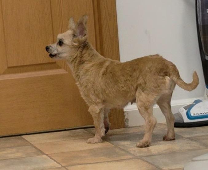Enlarge Nacho, a Adoptable mixed breed in Neillsville, WI image 3/3