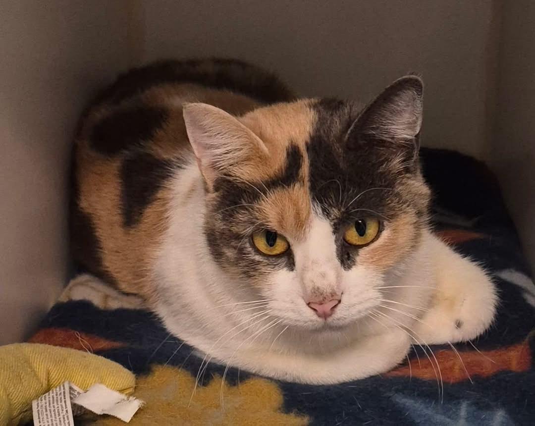 Enlarge Sophie, a ADOPTABLE Domestic Short Hair in Tomah, WI image 1/3