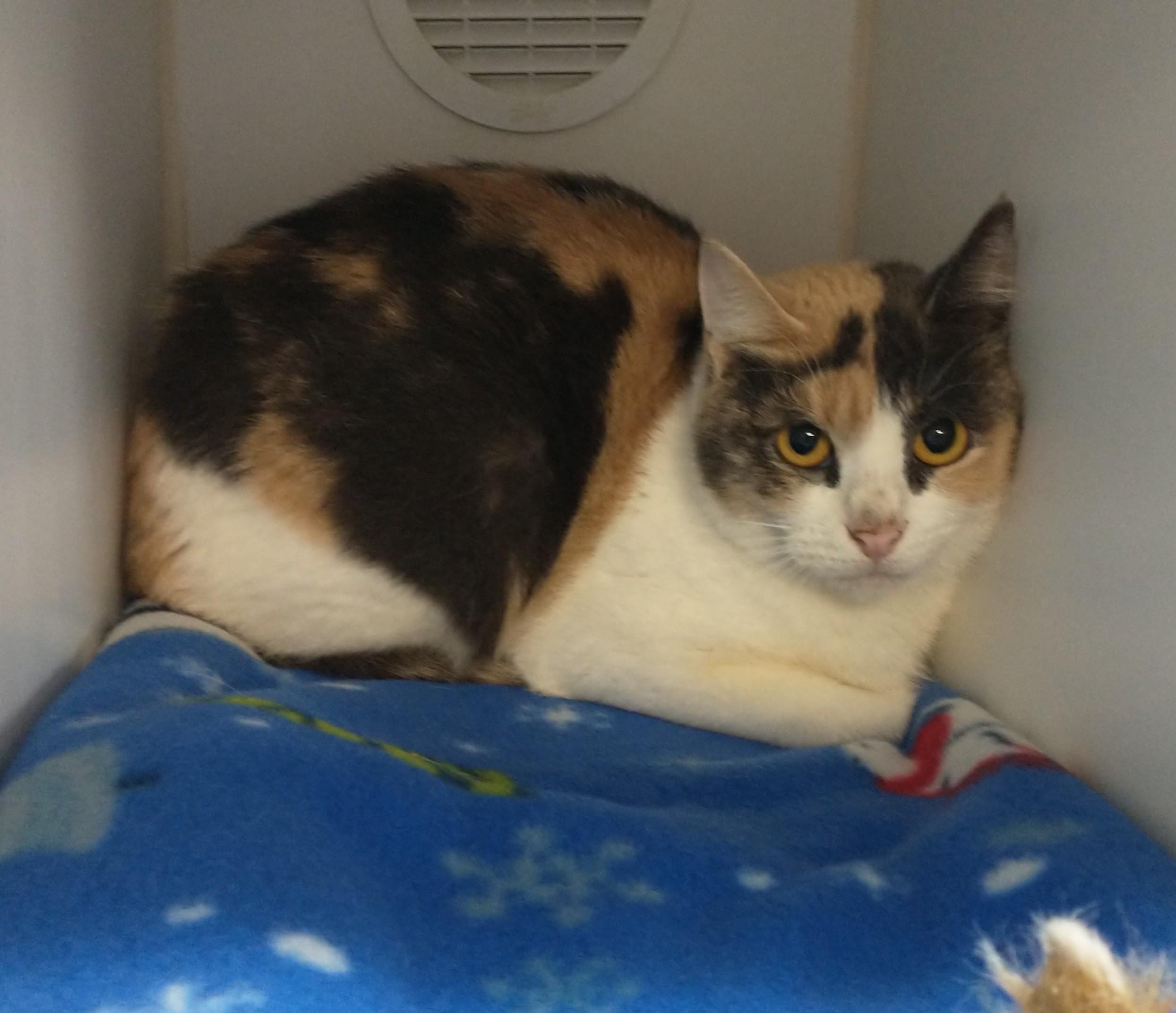 Enlarge Sophie, a ADOPTABLE Domestic Short Hair in Tomah, WI image 2/3