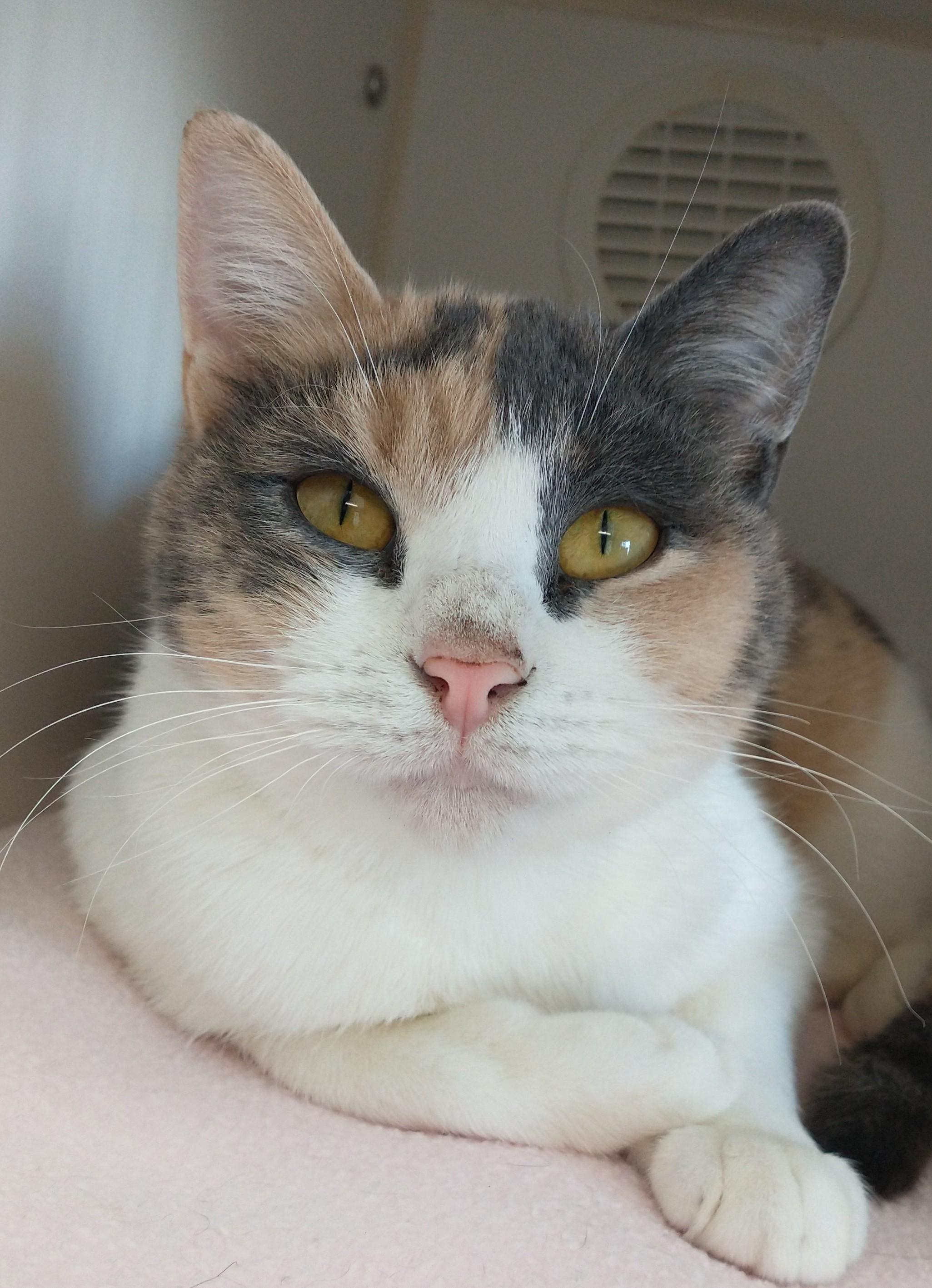 Sophie, ADOPTABLE, Young Female Domestic Short Hair.