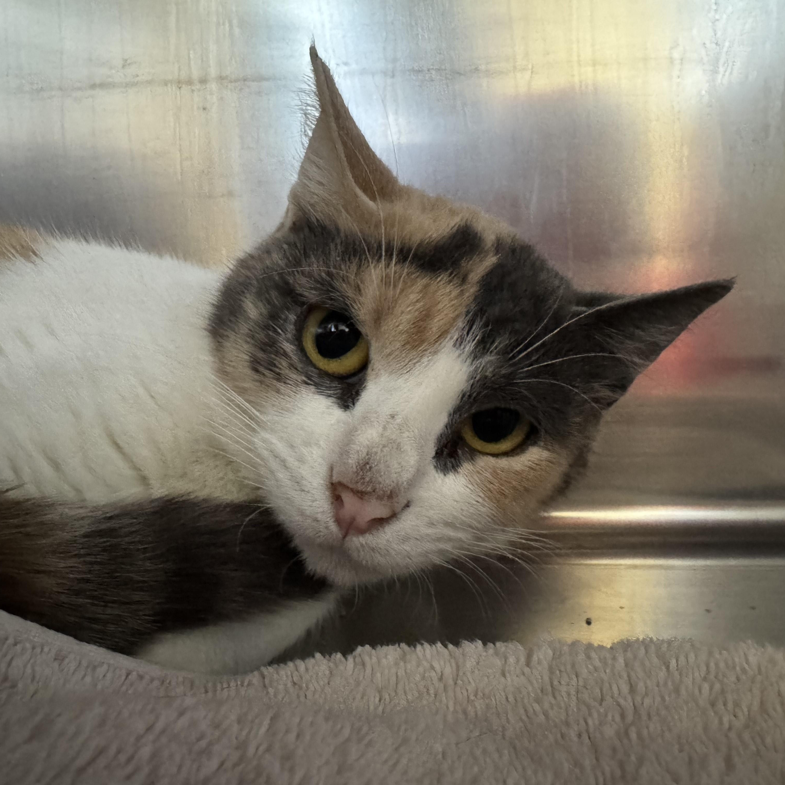 Enlarge Sophie, a ADOPTABLE Domestic Short Hair in Tomah, WI image 3/3