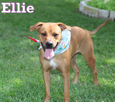 ELLIE photo 2