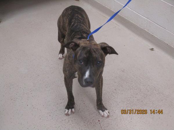 Marmalade (59), Adoptable, Young Female Pit Bull Terrier.