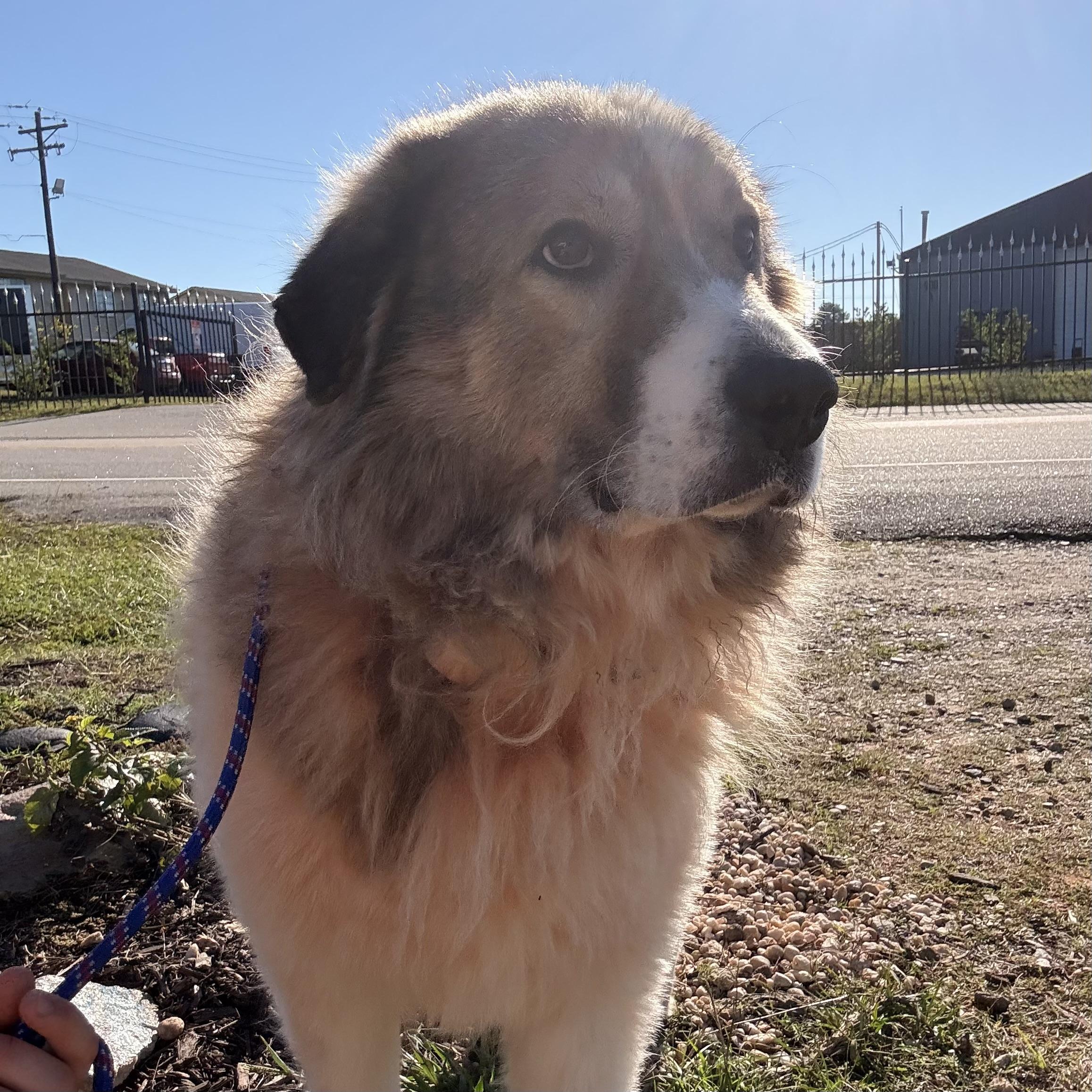 Enlarge Beau, a Adoptable Great Pyrenees in Thomaston , ME image 3/4