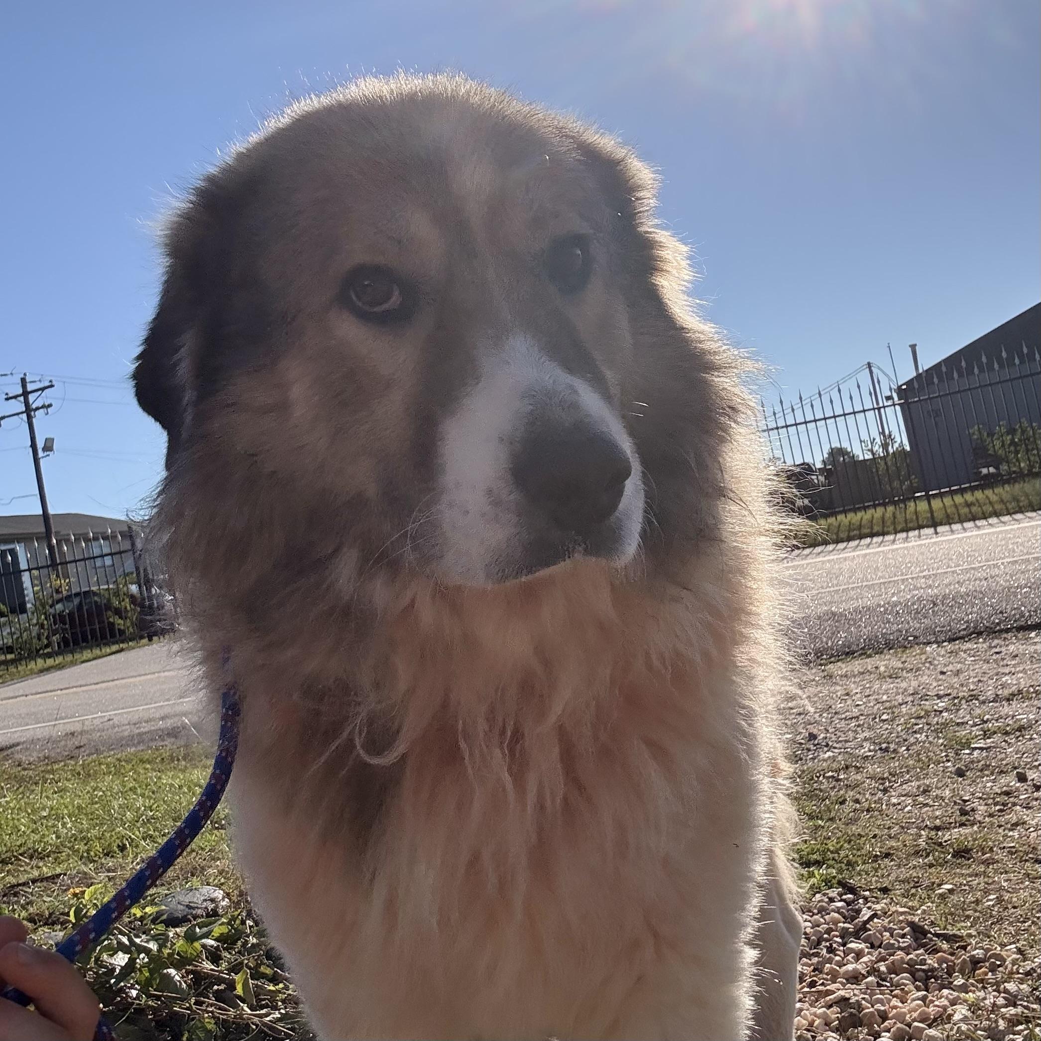 Enlarge Beau, a Adoptable Great Pyrenees in Thomaston , ME image 1/4