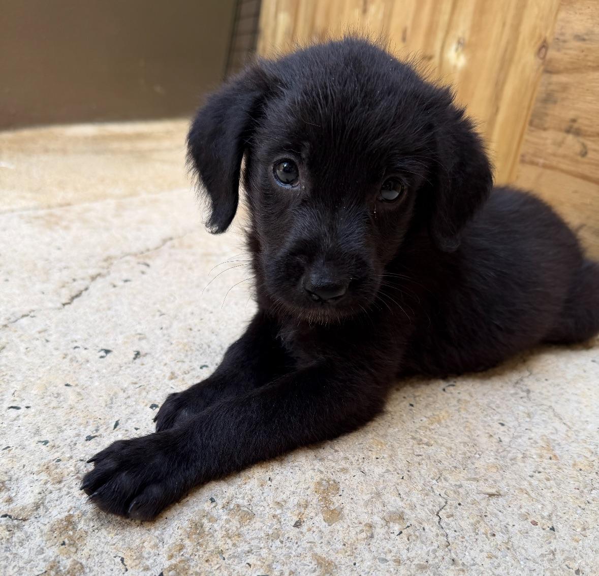 Fluffer A Wee photo 1