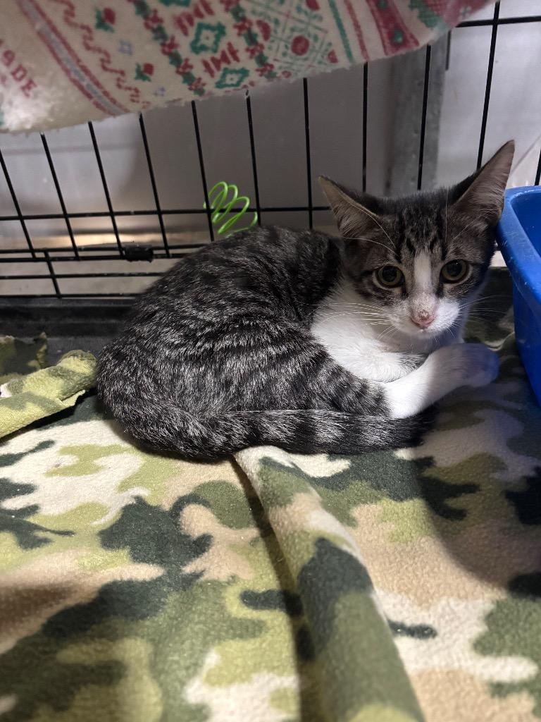 Ennis, Adoptable, Kitten Male Domestic Short Hair.