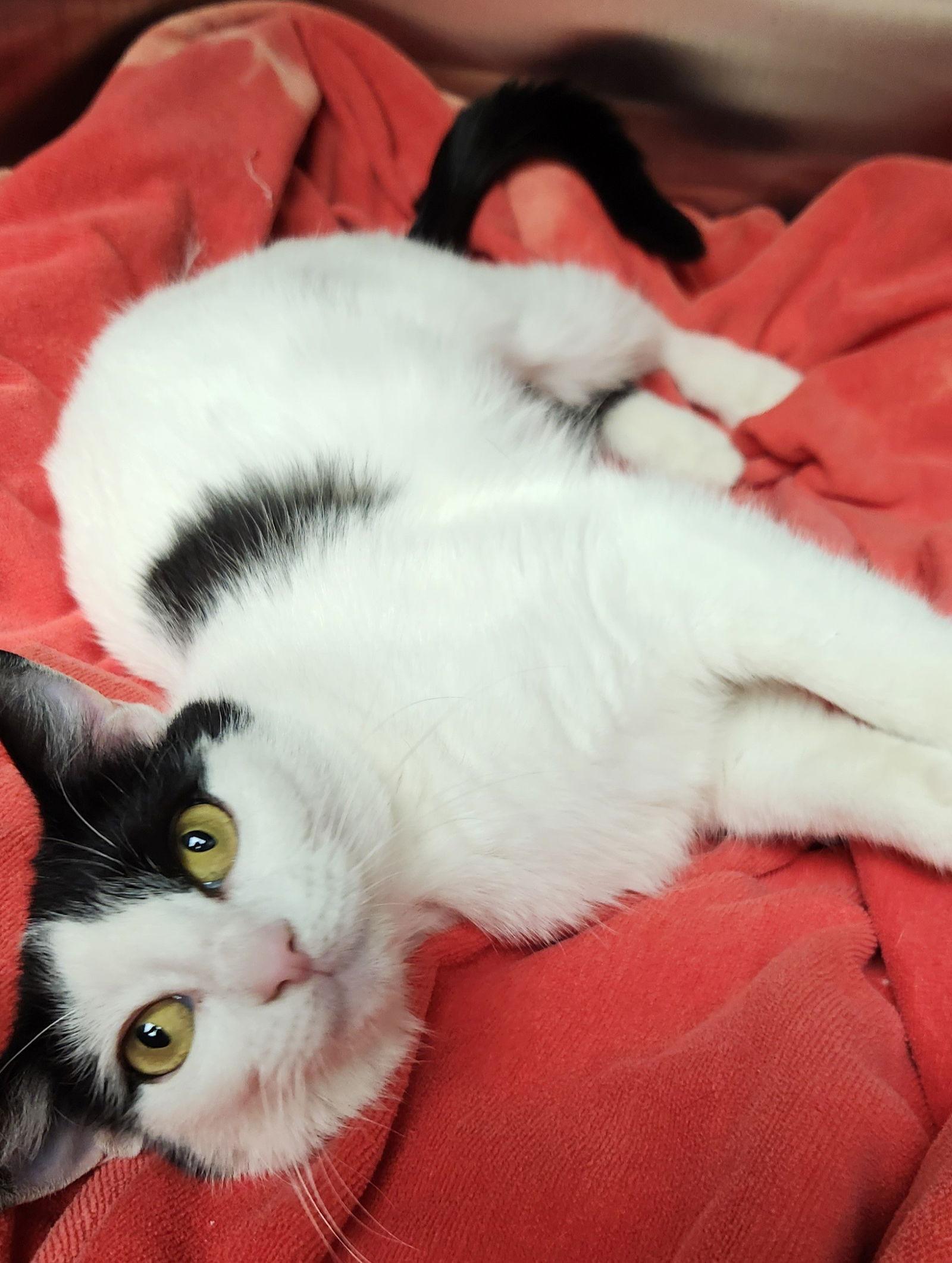 Pixie, Adoptable, Young Female American Shorthair.