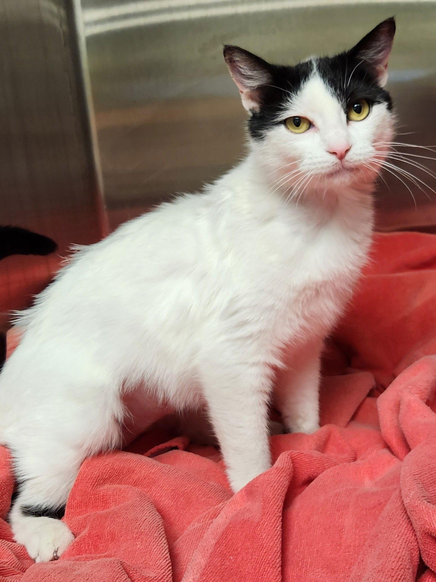 Enlarge Pixie, a Adoptable American Shorthair in Clinton, OK image 2/3