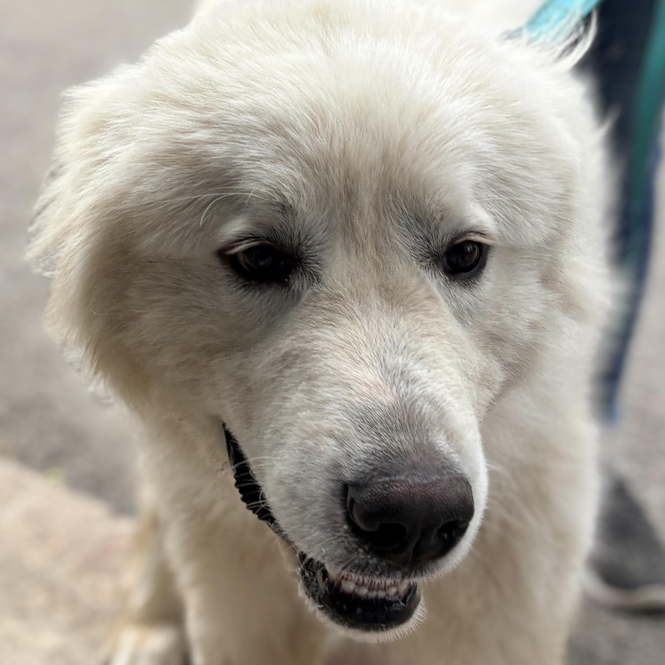 Tank - New to Rescue - 1 year old male - Foster Needed , an adopted Great Pyrenees in Indianapolis, IN image 4/5