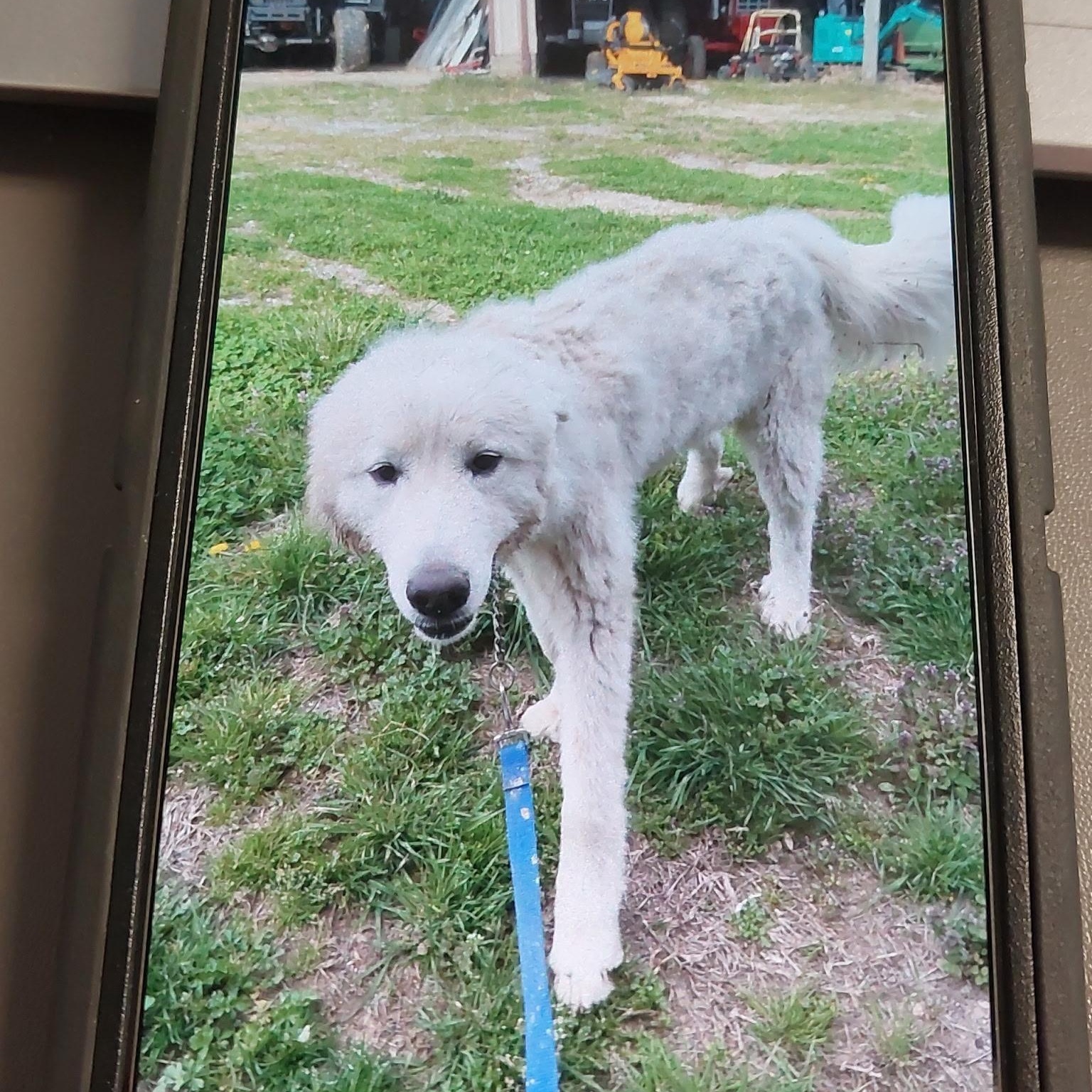 Tank - New to Rescue - 1 year old male - Foster Needed , an adopted Great Pyrenees in Indianapolis, IN image 2/5