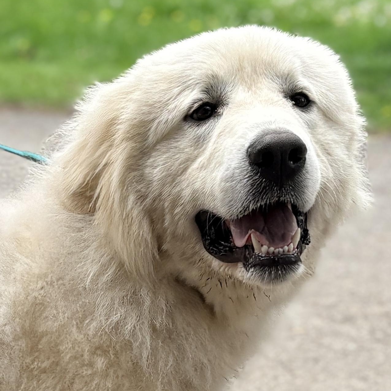 Tank - New to Rescue - 1 year old male - Foster Needed , adopted, Young Male Great Pyrenees.
