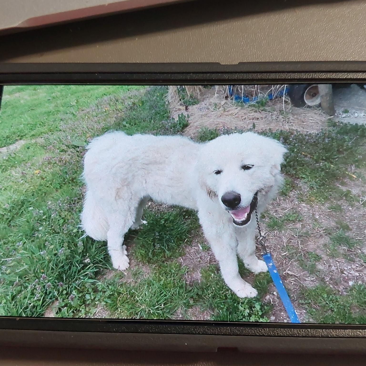 Tank - New to Rescue - 1 year old male - Foster Needed , an adopted Great Pyrenees in Indianapolis, IN image 3/5