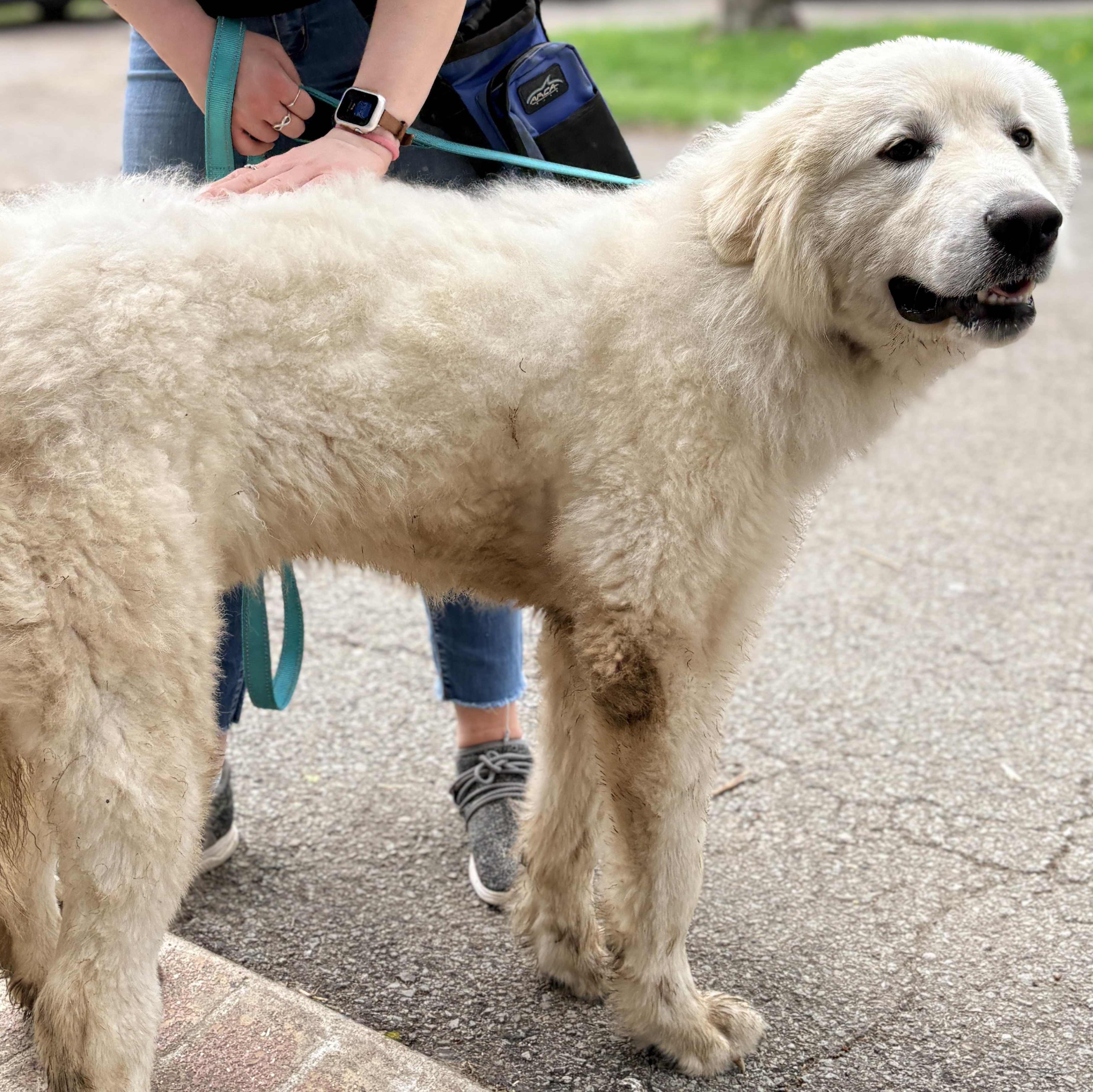 Tank - New to Rescue - 1 year old male - Foster Needed , an adopted Great Pyrenees in Indianapolis, IN image 5/5