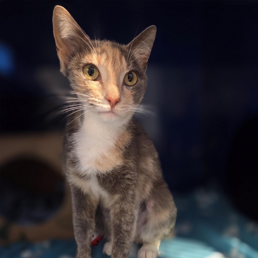 Sharp Cheddar, Adoptable, Adult Female Domestic Short Hair.