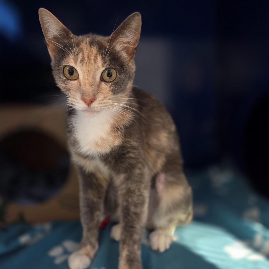Enlarge Sharp Cheddar, a Adoptable Domestic Short Hair in Incline Village, NV image 2/5