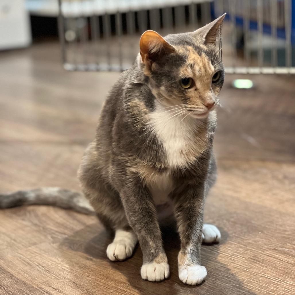 Enlarge Sharp Cheddar, a Adoptable Domestic Short Hair in Incline Village, NV image 3/5