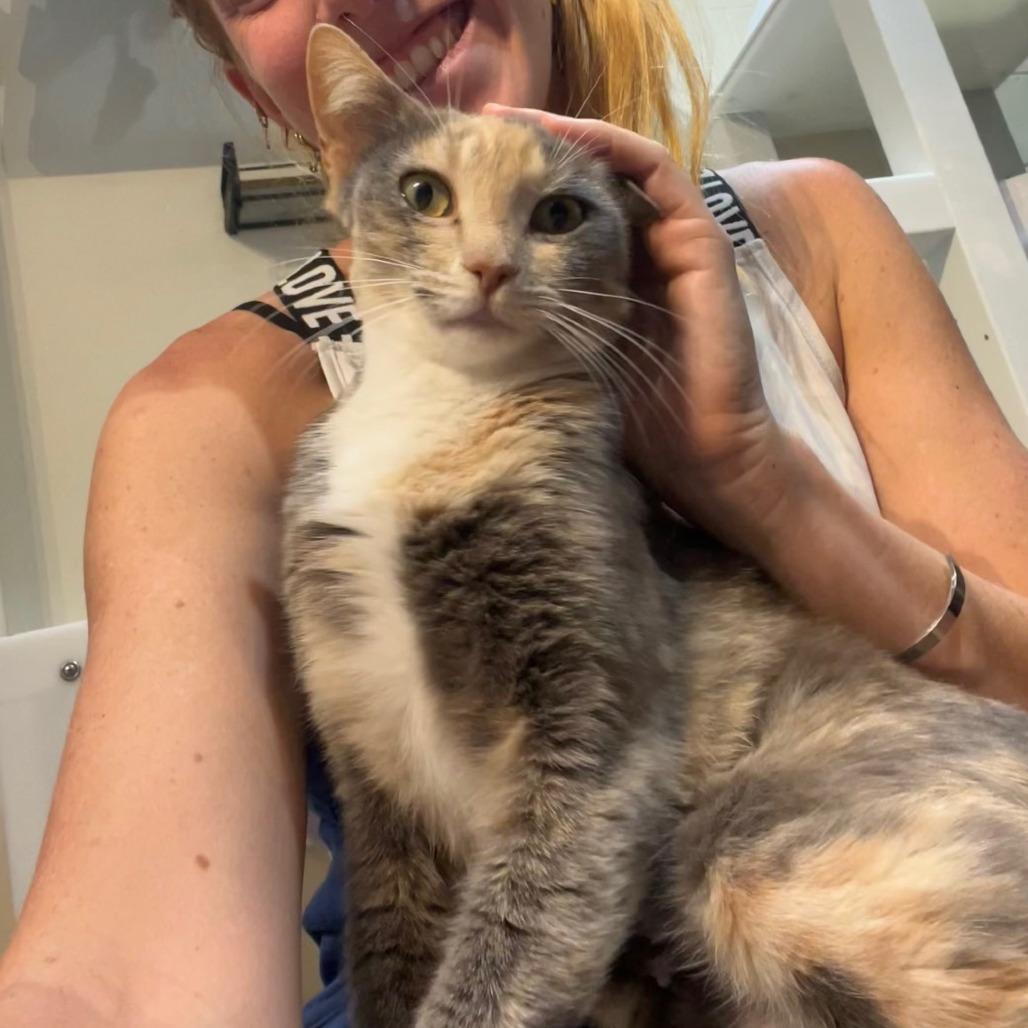 Enlarge Sharp Cheddar, a Adoptable Domestic Short Hair in Incline Village, NV image 4/5