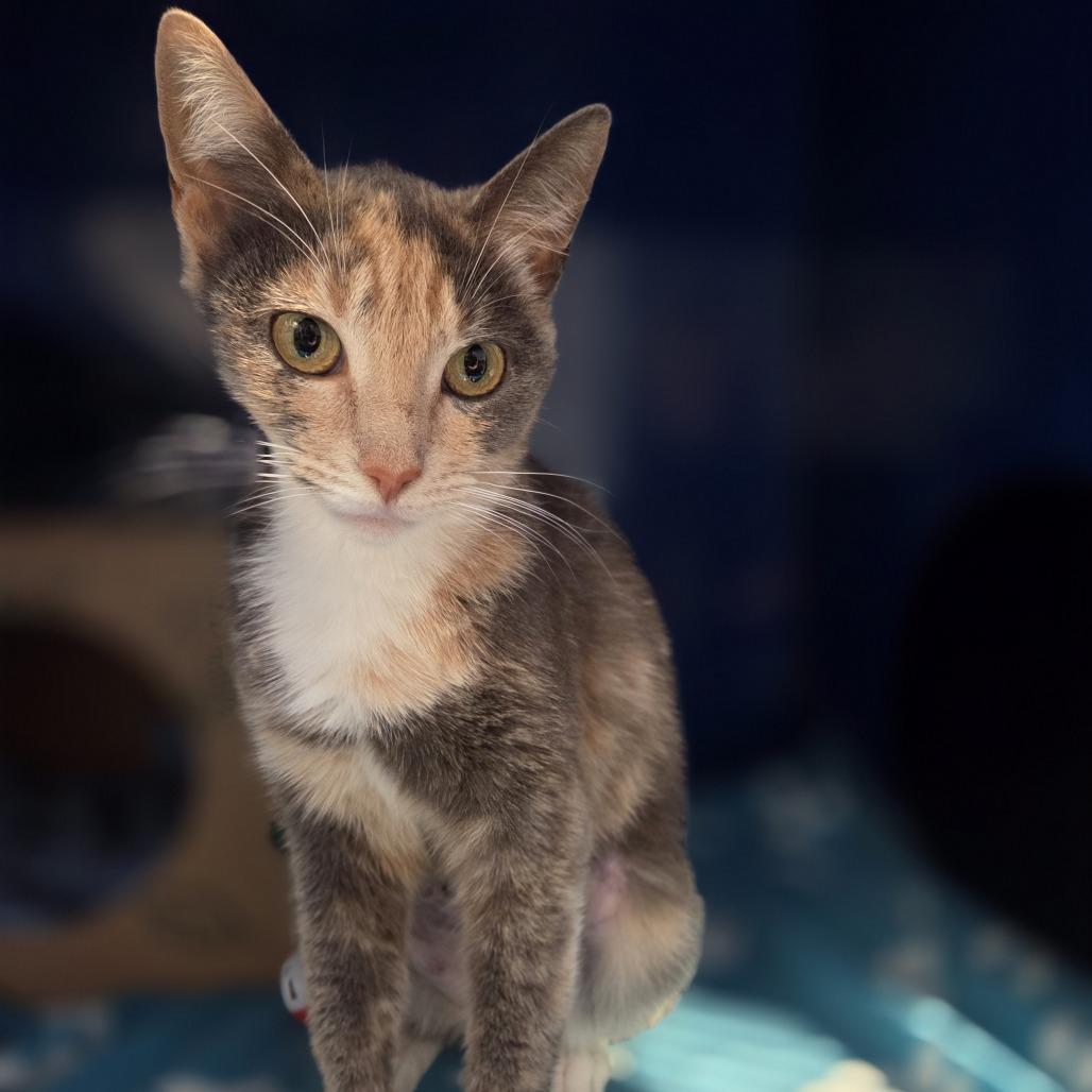 Enlarge Sharp Cheddar, a Adoptable Domestic Short Hair in Incline Village, NV image 5/5