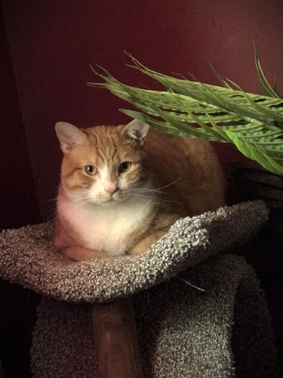 Barracuda, adopted, Adult Male Domestic Short Hair.