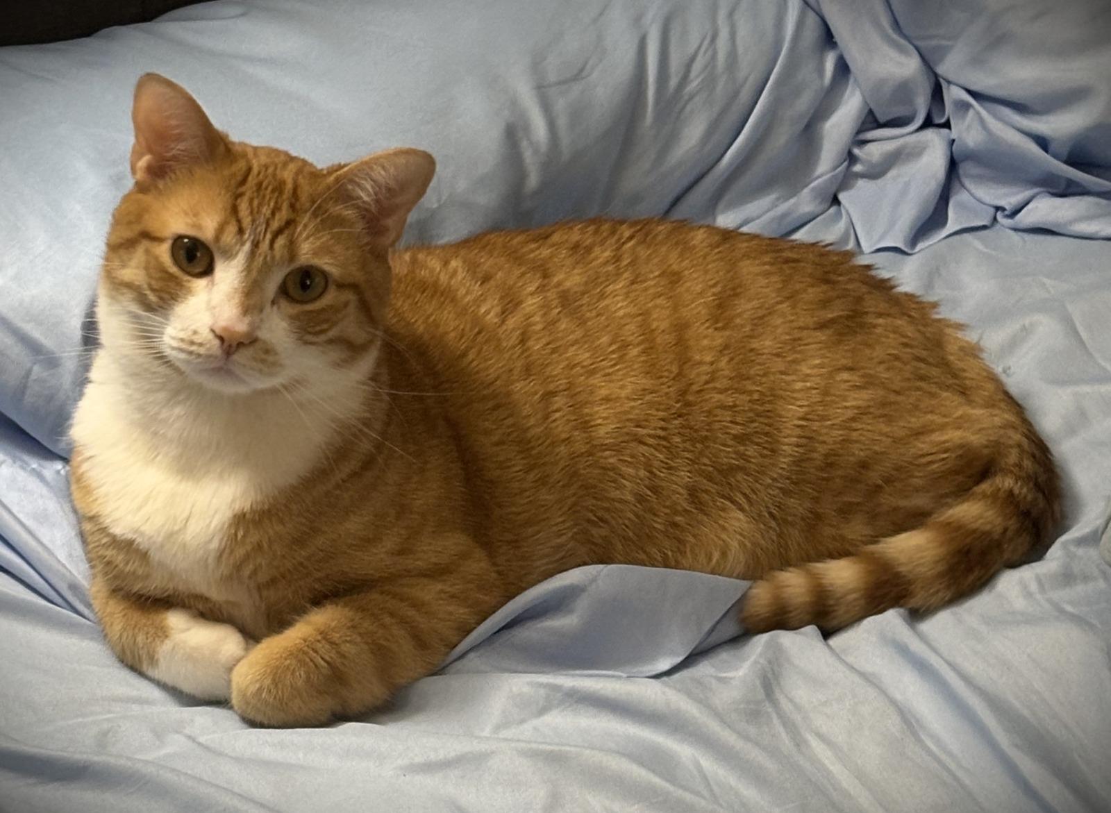 Enlarge Barracuda, an adopted Domestic Short Hair in Nottingham, MD image 2/3