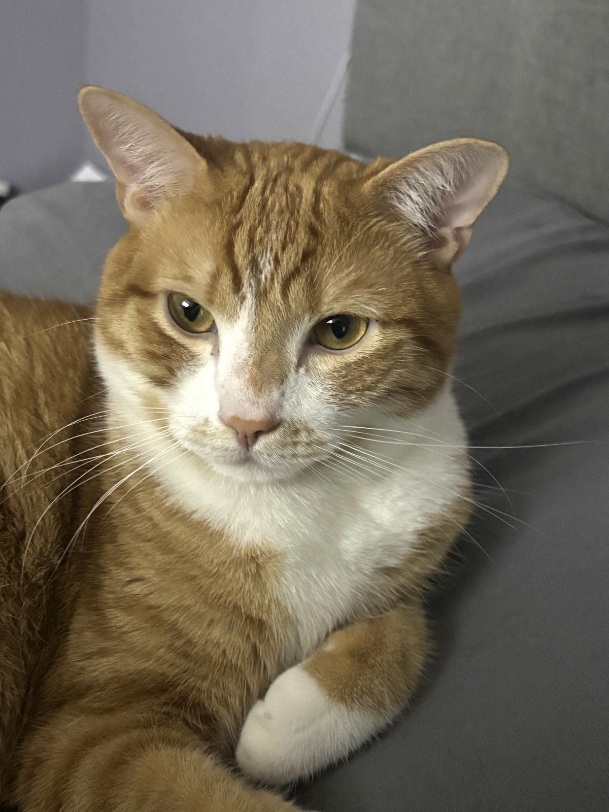 Enlarge Barracuda, an adopted Domestic Short Hair in Nottingham, MD image 3/3