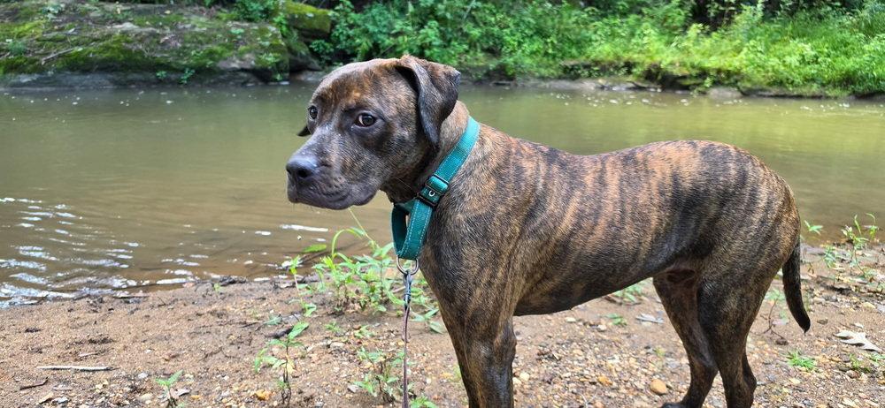 Enlarge Arlo, a Adoptable Terrier in Candler, NC image 2/3