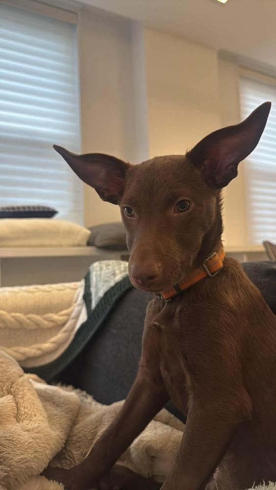 Jana, Adoptable, Puppy Female Retriever & Mixed Breed.