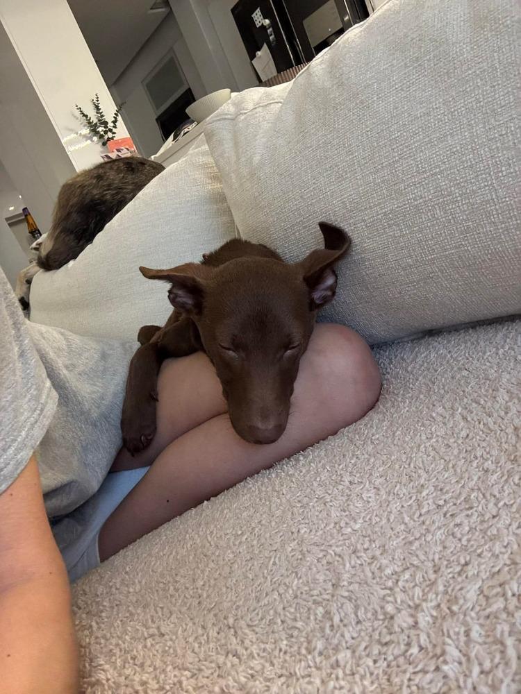 Enlarge Jana, a Adoptable mixed breed in Valley Stream, NY image 2/6