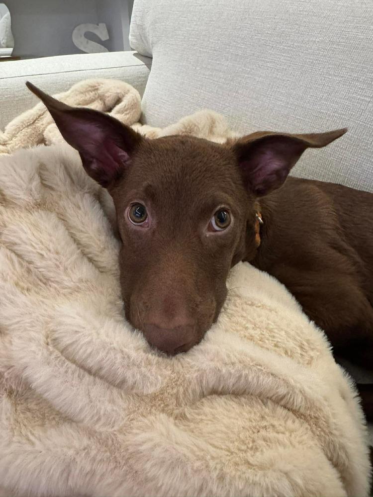 Enlarge Jana, a Adoptable mixed breed in Valley Stream, NY image 3/6